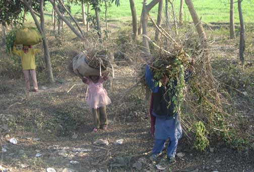 Three little children carry bundles of sticks oon their heads.