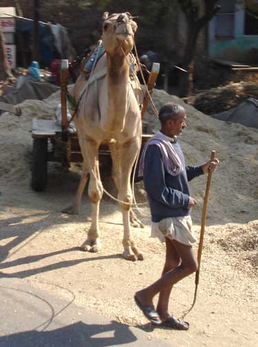 Camel with cart.
