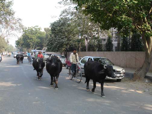 Cows walking down the street in the suburbs of Delhi.