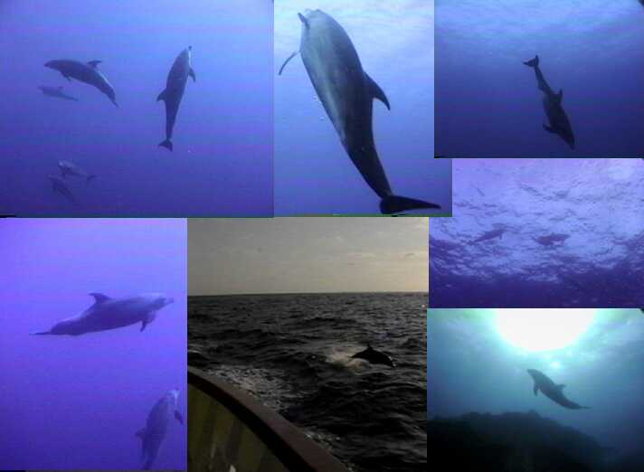 Dolphins