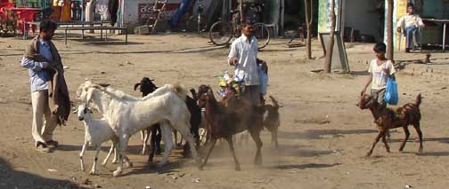 Men with herd of goats.