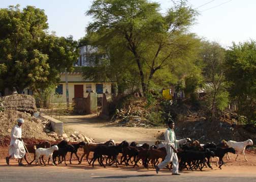 Herd of goats.