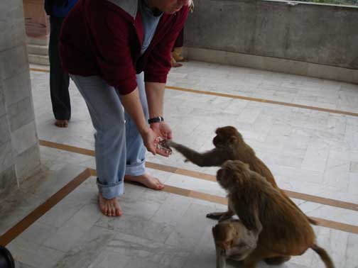 Hugh feeding the monkeys.