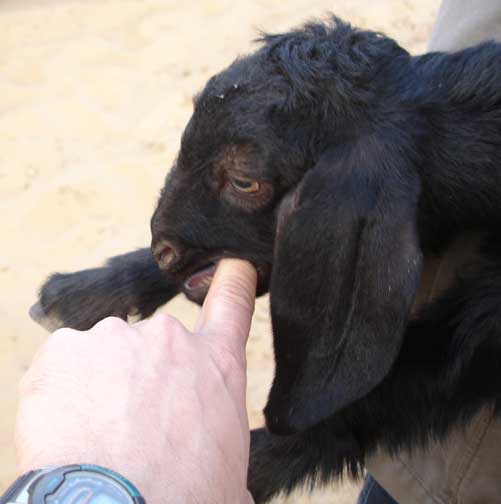 Hugh's finger in the mouth of a baby goat.