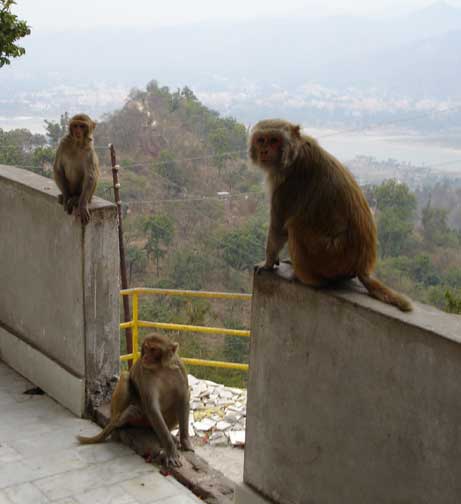 Three monkeys at the second temple.
