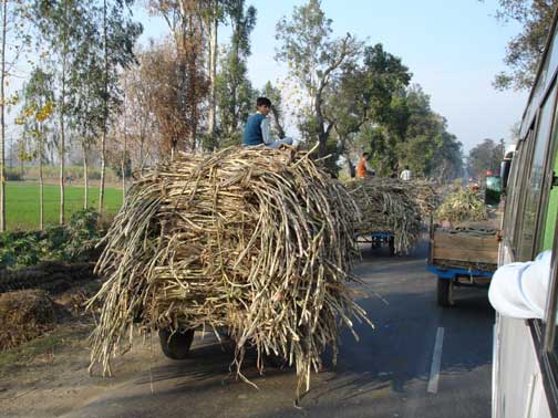 Caravan of overloaded carts of sugarcane pulled by water buffalo.