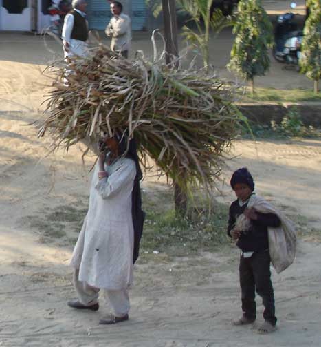 Man carrying large bundle of sugarcane on his head.