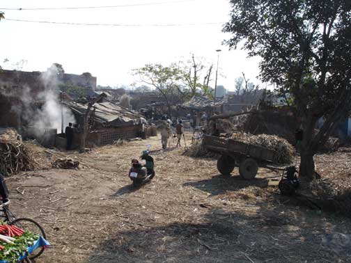 Sugarcane production.