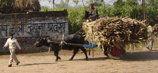 Side view of water buffalo pulling cart with sugarcane.